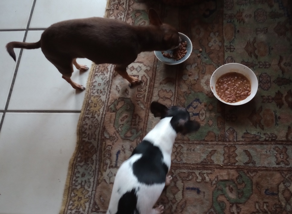 Wat betekent 'de hond in de pot vinden'? - Huishoudwiki.nl | Lifehacks