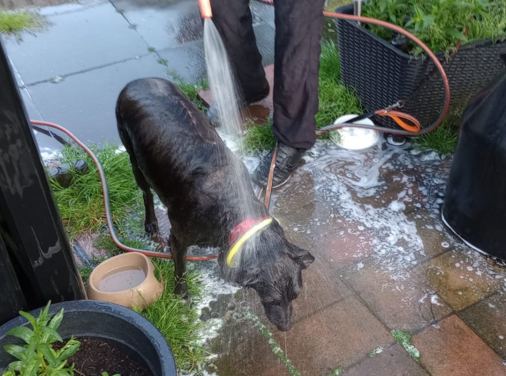 Hond buiten wassen na het rollen in .. rotte vis! Foto: S.v.d. Ent