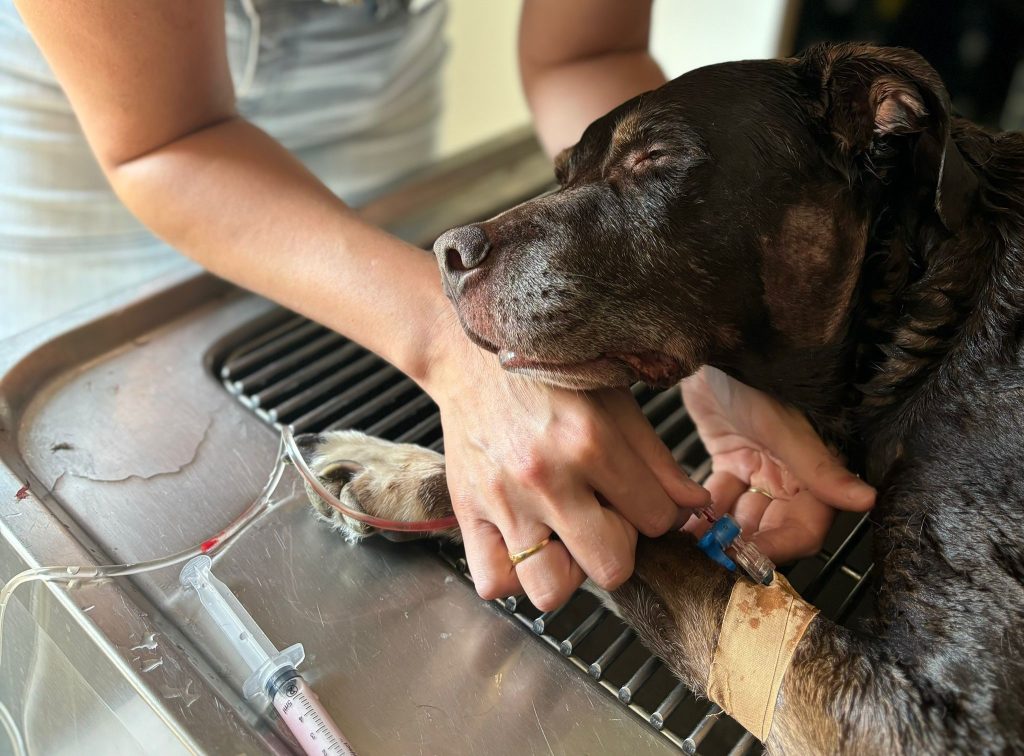 Huilen, onze hond met hitteshock, gered door de Belgische dierenartsen van praktijk De Bascule in Ieper, België. 