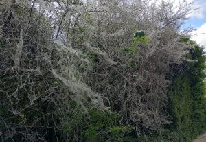 bomen bedekt met spinnenwebben Horror bomen, totaal bedekt met spinnenwebben. Foto: S.v.d.Ent