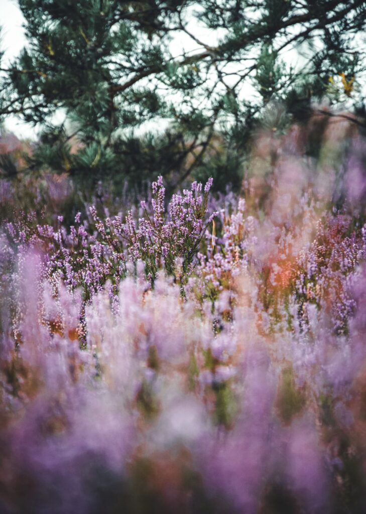 Genieten van de heide in bloei