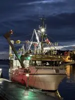 "Anita" med deltakarrett torsk, hyse og sei n62° Region Sør. Hj.lengd 9.60 m og Leppefisk - Bilde 2
