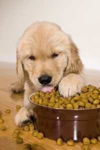 fodring af din hund