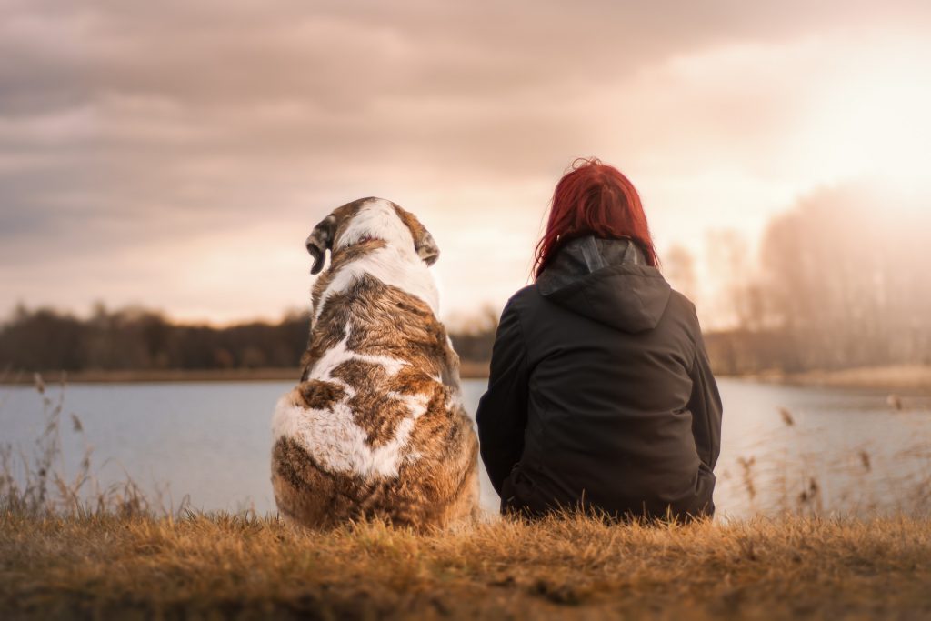 Mine kunder siger Hunde-Liv Kundernes oplevelser