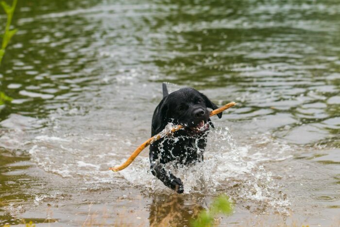 Hvalpetræning Lyngby - Bor du i Lyngby Taarbæk kommune og overvejer du hundetræning eller hvalpetræning til din hund? Læs mere her