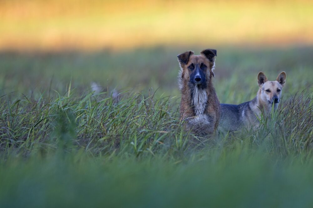 Dogs in a clearing