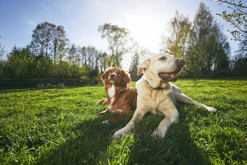 Hundetræning Søborg og Gladsaxe med mulighed for hvalpetræning privat og i hold