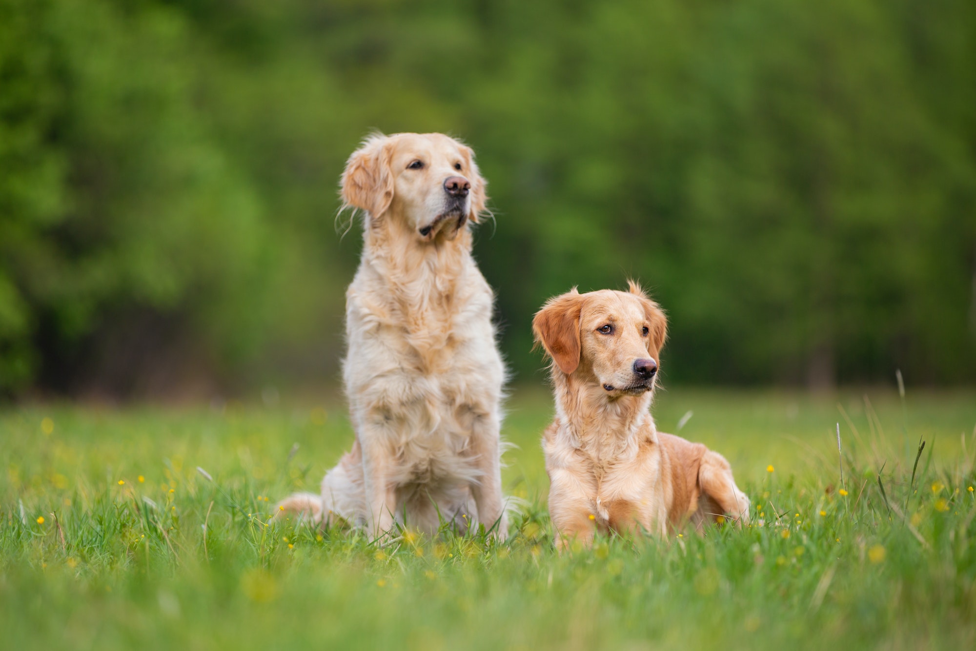 Søger du f.eks. hundetræning Ballerup eller hvalpetræning Ballerup og omegn.? Læs her hvad Hunde-Livs hundetræner tilbyder