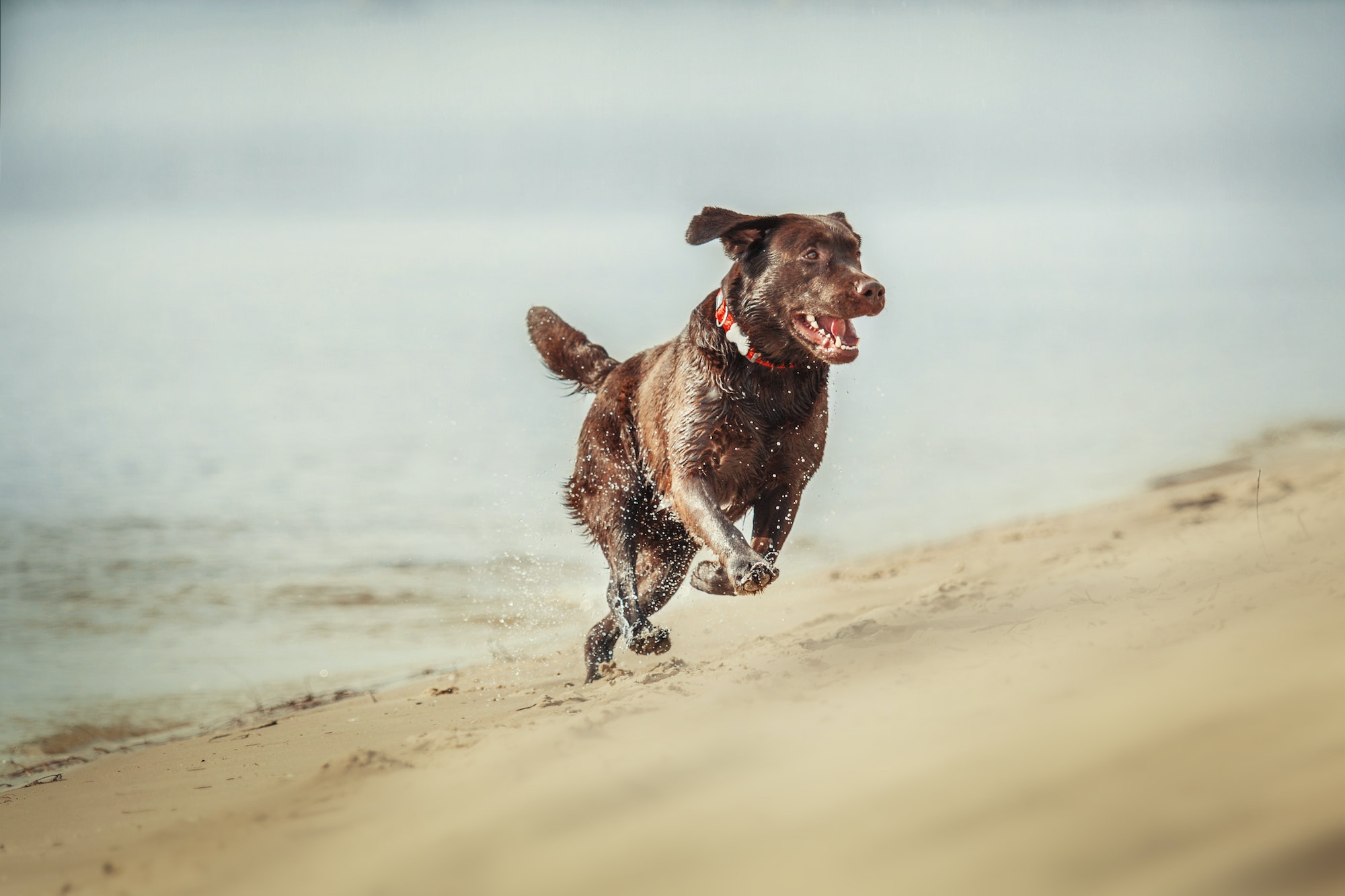 Hunde-liv er en ener indenfor hundetræning👌 Angelicca har med sine mange kompetencer en unik måde at anskue relationen imellem hund og menneske på. Hun formår at tage hundetræning til et andet niveau. Stor anbefaling herfra🤗🙏