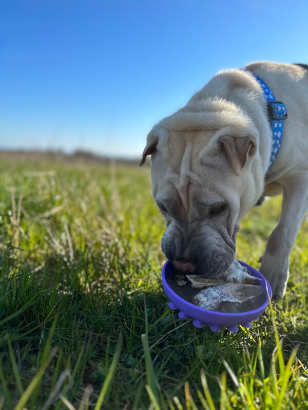 Dyb Slikkemåtte nr. 1 Aktiveringslegetøj til din hund Dyb Slikkemåtte nr. 1 Aktiveringslegetøj til din hund Dyb slikkemåtte til din hund, med en høj kant Måler 15 x 15  cm! Denne slikkemåtte er rigtig god til tørfoder og også til at bruge mere flydende væsker, da denne slikkemåtte har høj kant og er derfor god til at fryse ex et gnaveben og eller et griseører med i og som vil gøre det endnu sværere for hunden at få bugt med, der er derfor lang tygge/slikke tid i denne slikkeskål / slikkemåtte. Du kan sagtens bruge slikkemåtten med alt slags foder og eventuelt fryse den natten over, for at give din hund en større udfordring med sin mad. Takket være de forskellige teksturer kan du bruge både tør, våd og frisk mad, så som BARF, torskerogn, røget laks og andet godt. Tilføj enten tørfoder, godbidder eller vådfoder og lad din hund få sit måltid, samtidig med at den bruger sine sanser, ved at snuse og slikke, for at få maden fri. Begge dele er stressreducerende for hunden og giver derved hunden en sund måde at blive træt på. De fleste hunde elsker at arbejde for deres mad og med denne slikkemåtte kan du både give din hund foder samtidig med at du stimulerer din hund mentalt og på et og samme tid, forhindre hunden i at sluge maden for hurtigt. Gode ideer til brugen af dit aktiveringslegetøj til hunden Smør for eksempel noget vådfoder – dåsemad på, lig den i fryseren og brug den når du fx skal distrahere hunden, mens du vasker hunden, eller klipper negle eller når du har gæster og hunden skal hugge sig med noget alt imens. Slikkeskålen Slikkemåtten har en høj kant, så foderet ikke løber ud. Her får du mental aktivering kombineret med de sødeste design - what's not to like?! 🐶 Dyb Slikkemåtte nr. 1 Aktiveringslegetøj til din hund Aktiveringslegetøj til hunde - Mentalstimulerende og sjov at arbejde med. Slikkemåtter – kong – zogoflex, slowfeeder med mange andre. Det vigtigste redskab du skal investere i til din hund. Det er en fest, ren fornøjelse for den enkelte hund at få, med lækkert fyld, både vådt og tørt foder samt godbidder kan tilføres. Det er mentalstimulerende for din hund, og derved hjælper din hund til at blive naturligt træt. Det er et godt ”hemmeligt” våben, når du i din travle hverdag lige skal sikre at din hund bliver stimuleret. Flere Eksempler og ideer på/til at bruge dette fremragende aktiveringslegetøj til hunde: Vi kan med fordel bruge det til at give hvalpen/hunden mulighed for at få bearbejdet alle dagens/turens oplevelser/indtryk og herved ”putte alle indtryk i rette kasser”. (Godt at tilbyde når man kommer hjem fra en gåtur – idet hunden opfanger alt omkring sig og hermed kan det hjælpe på at give ro) Du skal have middagsgæster og hunden skal slappe af alt imens – her har hunden noget at foretage sig alt imens du varetager dine gæster som kommer til middag. Miljøtræning – kan ikke undgås – den hjælper hunden til at forholde sig neutralt til sine omgivelser, samt forbinder hunden sine omgivelser med noget positivt (lyde/bevægelser = der kommer noget positivt ind i munden) Ydermere er det et Fremragende redskab til din lydtræning og miljøtræning. Lydtræning er 80% af vores træning og prægning af hundens selvtillid og deraf en hund i balance. Produktbeskrivelse: Slikkemåtten er fremstillet i fødevaregodkendt samt BPA-fri silikone. Slikkemåtten/slowfeeder måler 15 x 15 cm Non-stick materiale Let at rengøre Kan vaskes i opvaskemaskinen Tåler frys BPA-fri Bidrager til mental sundhed hos hunden Ideer til andet aktiveringslegetøj og eller foder/godbidder som du med fordel kan bruge: Aktiveringslegetøj: DODECABALL aktiveringslegetøj – MAXI 8 cm Pink Jolly-Tuff – Lille 11,5cm DIABALL aktiveringslegetøj – Mini 8 cm Grøn OCTABALL aktiveringslegetøj – MAXI 14.5cm Blå Foder: Puppy Lamb & Potato (12 kg) – Chicopee Holistic Nature Line – Kornfrit foder Adult Ostrich & Potato (semisoft) 12 kg – Chicopee Holistic Nature Line Godbidder: Chicopee Dog Adult Poultry & Salmon 1 x 400 gram Chicopee Joint Bites med Grønlæbet Musling & Rejer 350g Woolf – Goat-Ged semi soft 100g