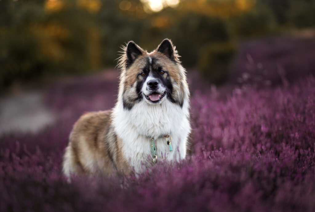 Elo-Heide-Shooting-Bianca-Hacke-Fotografie