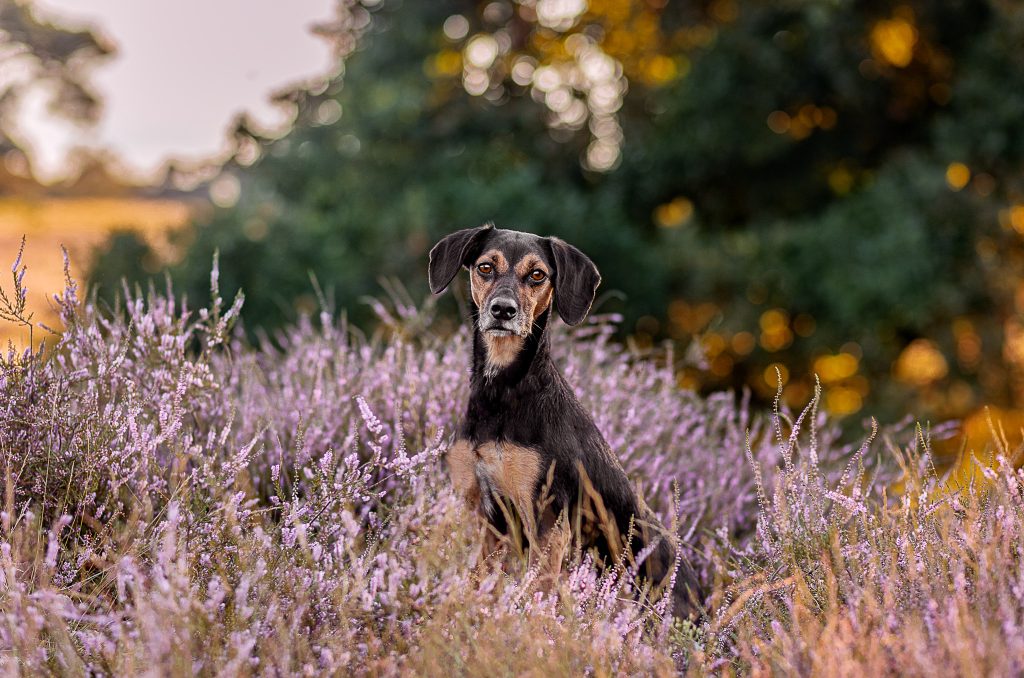 Heide-Shooting.Hundeliebe-Hundeblick-Photograpgy