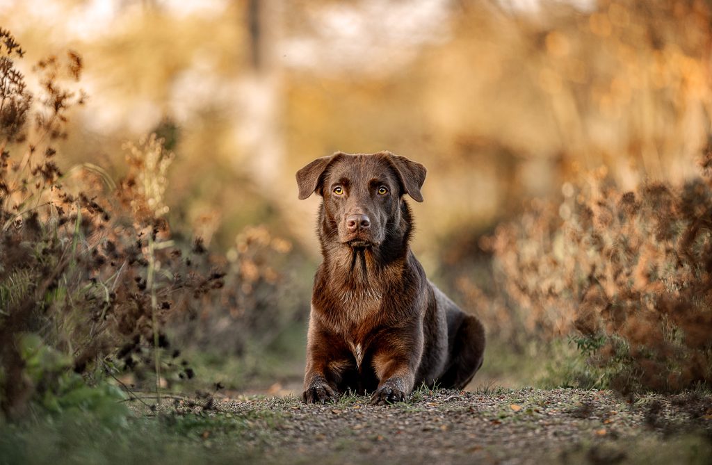Labrador-Morgenlicht-Shooting-Hundeblick_Photography