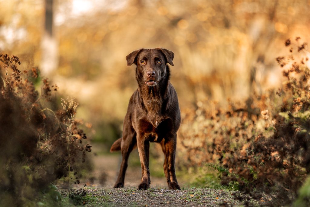 Labrador-Morgenlicht-Shooting-Wein-Bianca-Hacke