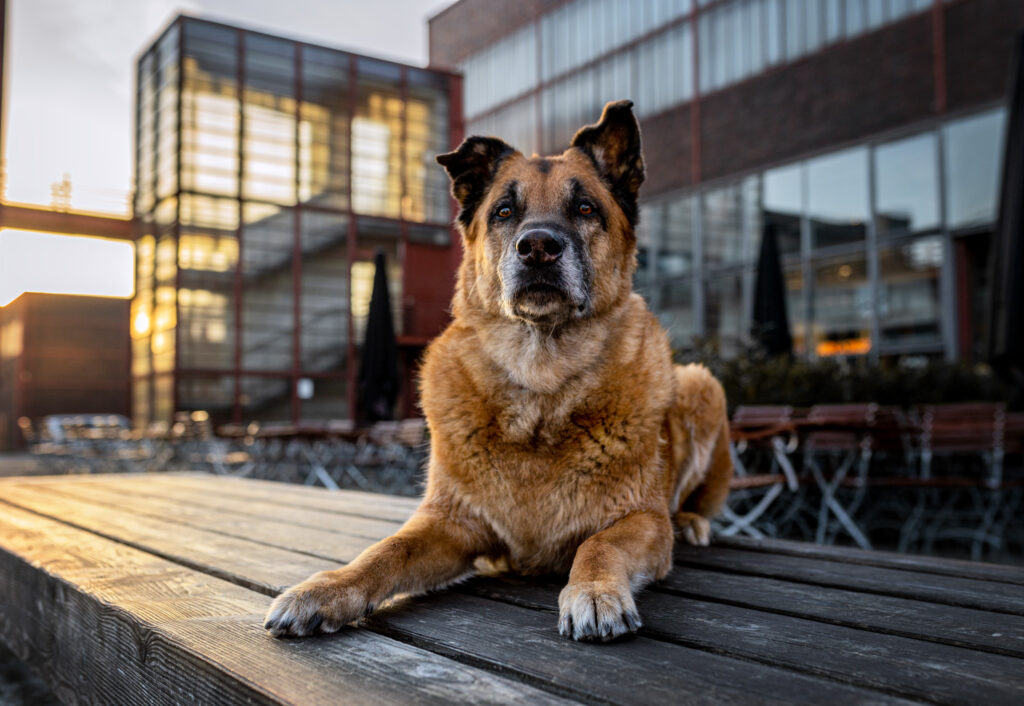 Schäferhund-Mix-Shooting-Instustrie-Bianca-Hacke