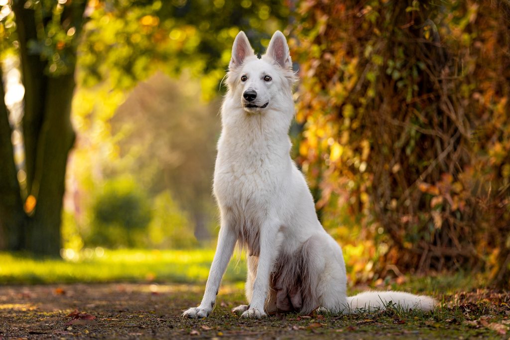 Weißer-Schäferhund-Morgenlicht-Shooting-Bianca-Hacke