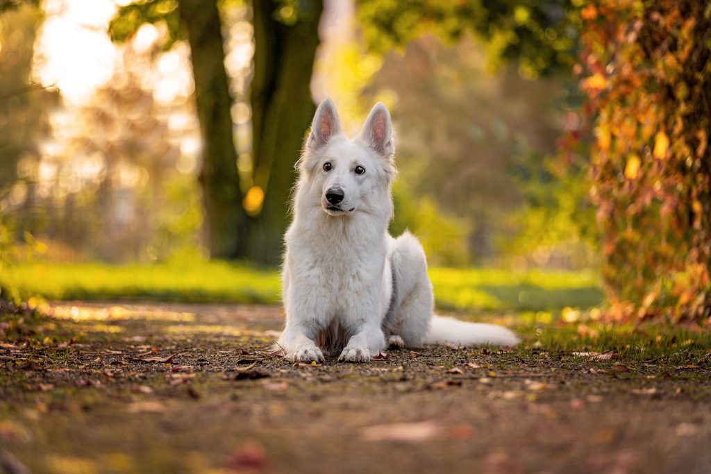 Weißer-Schäferhund-Morgenlicht-Shooting-Hundeblick-Photography