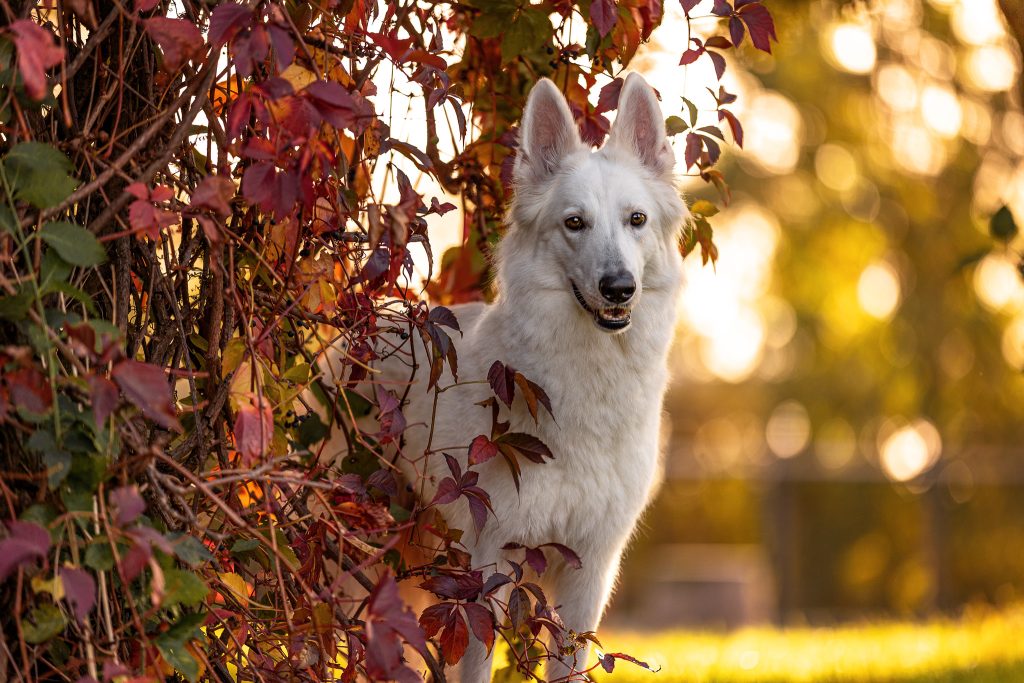 Weißer-Schäferhund-Morgenlicht-Shooting-Wein-Hundeblick-Photography