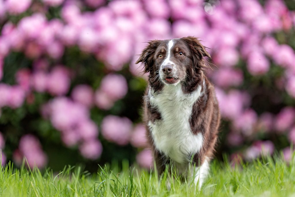 Australian-Shepard-Rhododendron-HundeBlick-Photography- Bianca-Hacke