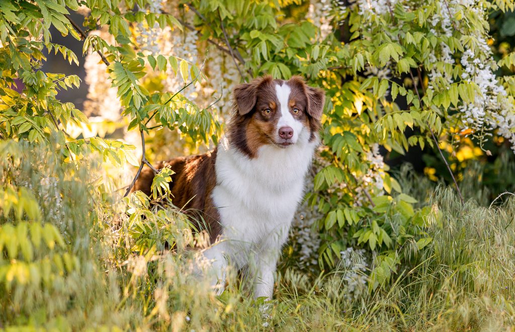 Australien-Shepard-Blumenmeer-HundeBlick-Photography