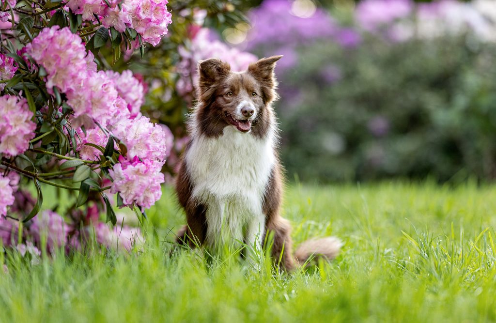 Border-Collie-Rhododendron-HundeBlick-Photography.