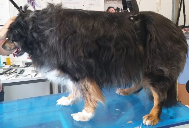 Hundefriseur Braunschweig Aussi