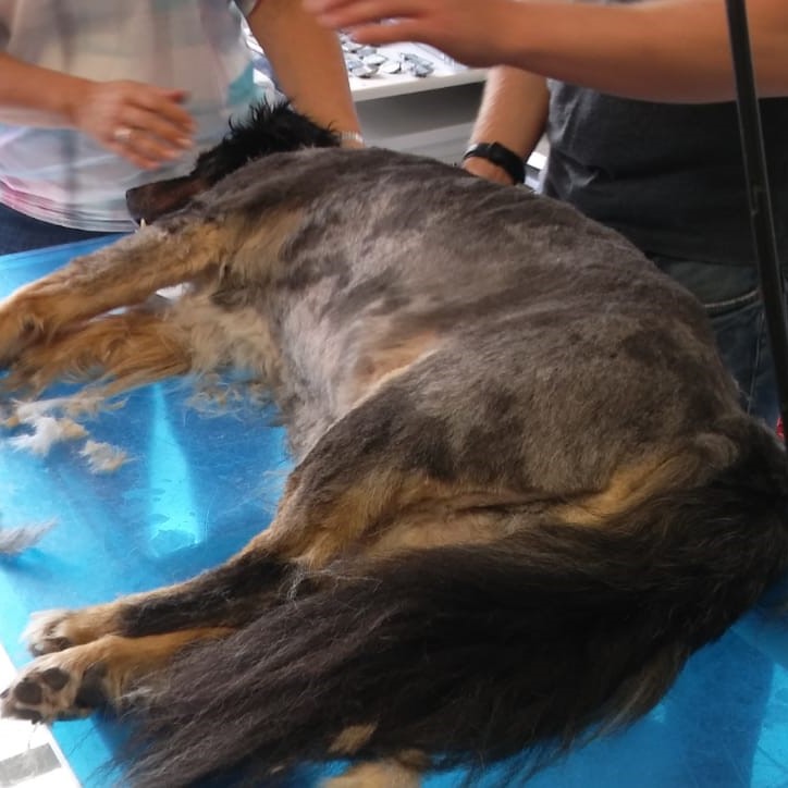 Hundefriseur Braunschweig