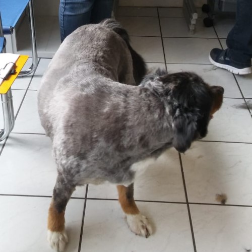 Hundefriseur Braunschweig