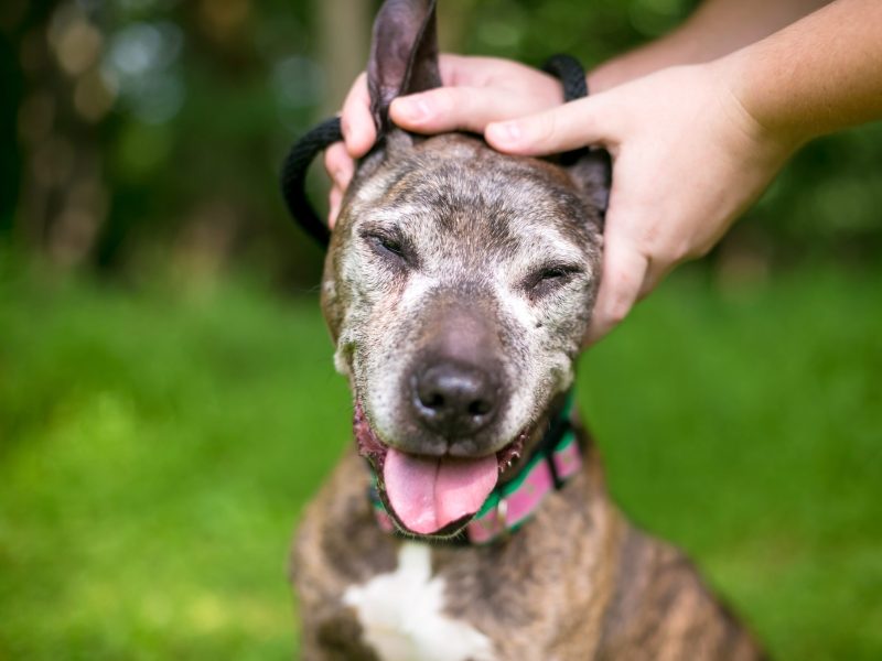 A person petting a happy mixed breed senior dog