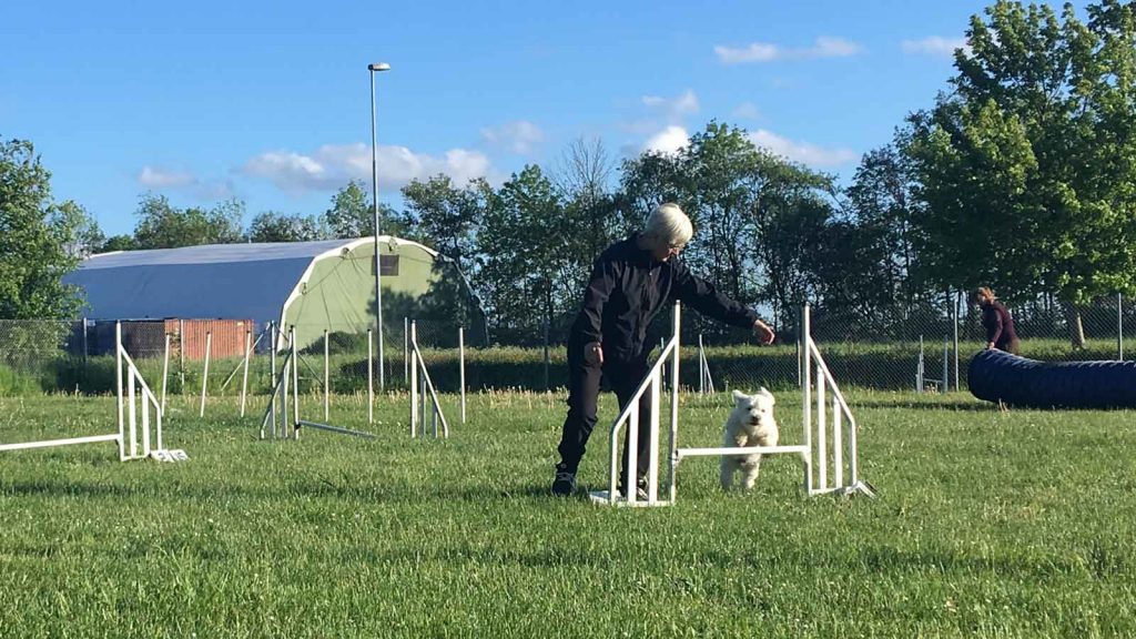 Agility lille hvid hund springer over lille spring