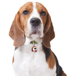 Beagle hundetegn