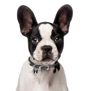 Boston Terrier hundetegn