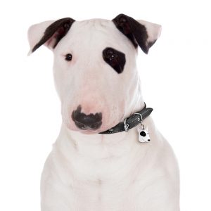 Bull Terrier hundetegn