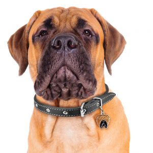 Bullmastiff hundetegn