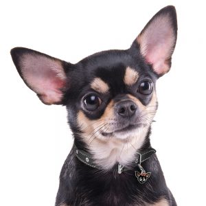 Chihuahua hundetegn