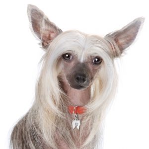 Chinese Crested hundetegn