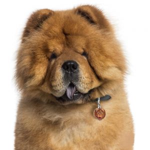 Chow Chow hundetegn