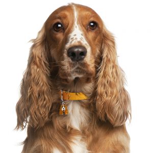 Cocker Spaniel hundetegn