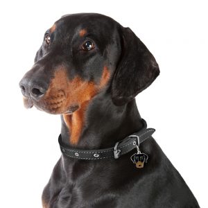 Dobermann hundetegn