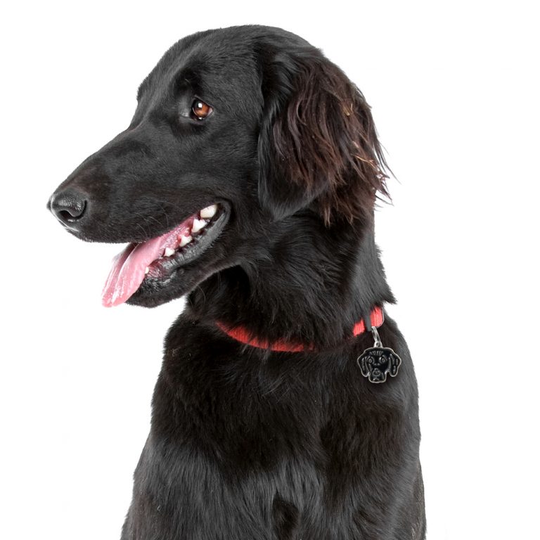 Flat Coated Retriever hundetegn