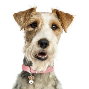 Fox Terrier hundetegn