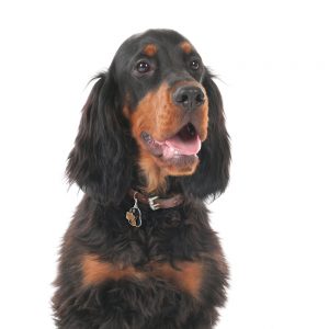 Gordon Setter hundetegn