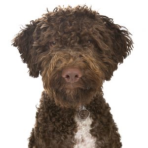 Lagotto hundetegn