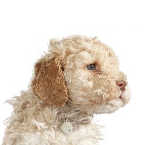 Lagotto hundetegn