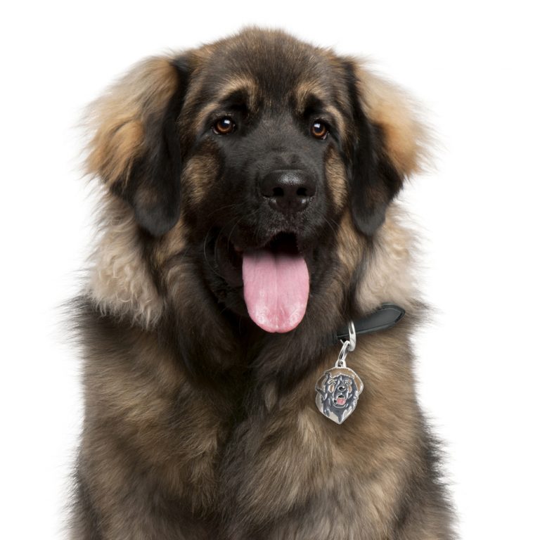 Leonberger hundetegn