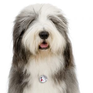 Old english sheepdog hundetegn