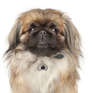 Pekingeser hundetegn