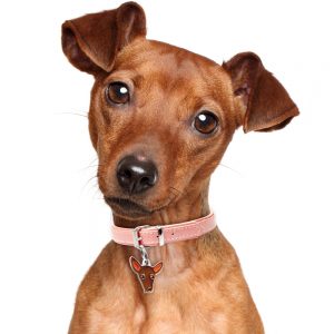 Pinscher hundetegn