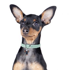 Pinscher hundetegn