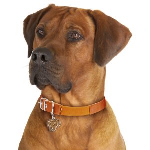 Rhodesian Ridgeback hundetegn